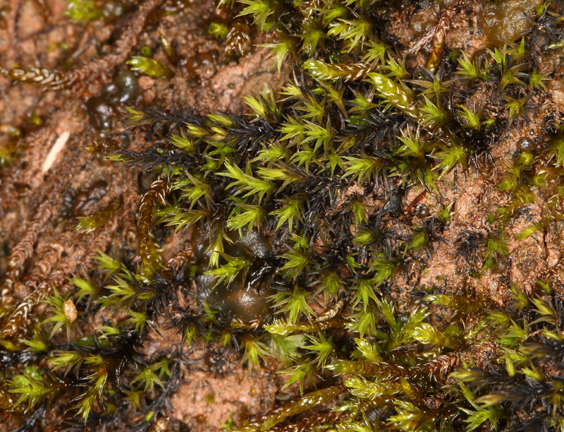 Schistidium rivulare